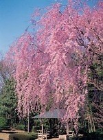 千葉・松戸「常盤平さくらまつり」ソメイヨシノが連なる桜のトンネル、グルメ屋台やパレードも｜写真4