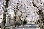 千葉・松戸「常盤平さくらまつり」ソメイヨシノが連なる桜のトンネル、グルメ屋台やパレードも｜写真3