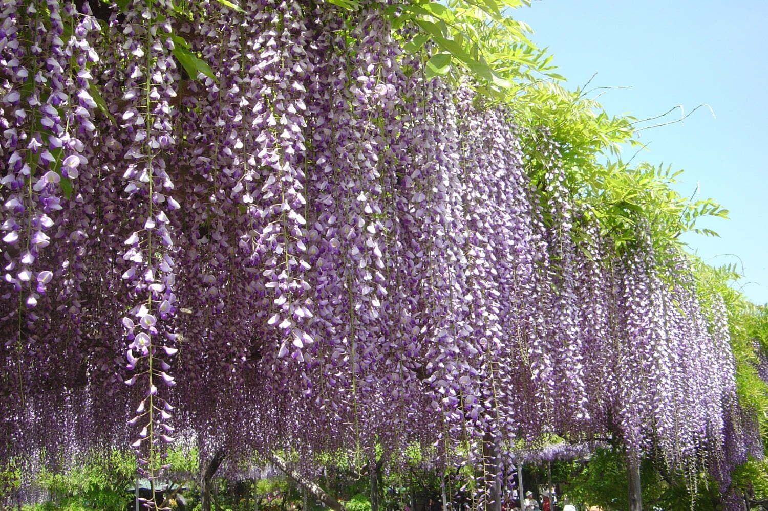 東京一の“藤の名所”亀戸天神「藤まつり」50株以上の藤の花が見頃に、船橋屋の限定あんみつ