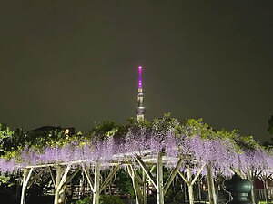 大判手彩色古写真 東京 亀戸天神の藤棚 明治期