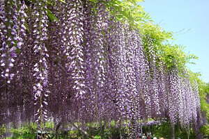 東京一の“藤の名所”亀戸天神「藤まつり」50株以上の藤の花が見頃に、船橋屋の限定あんみつ
