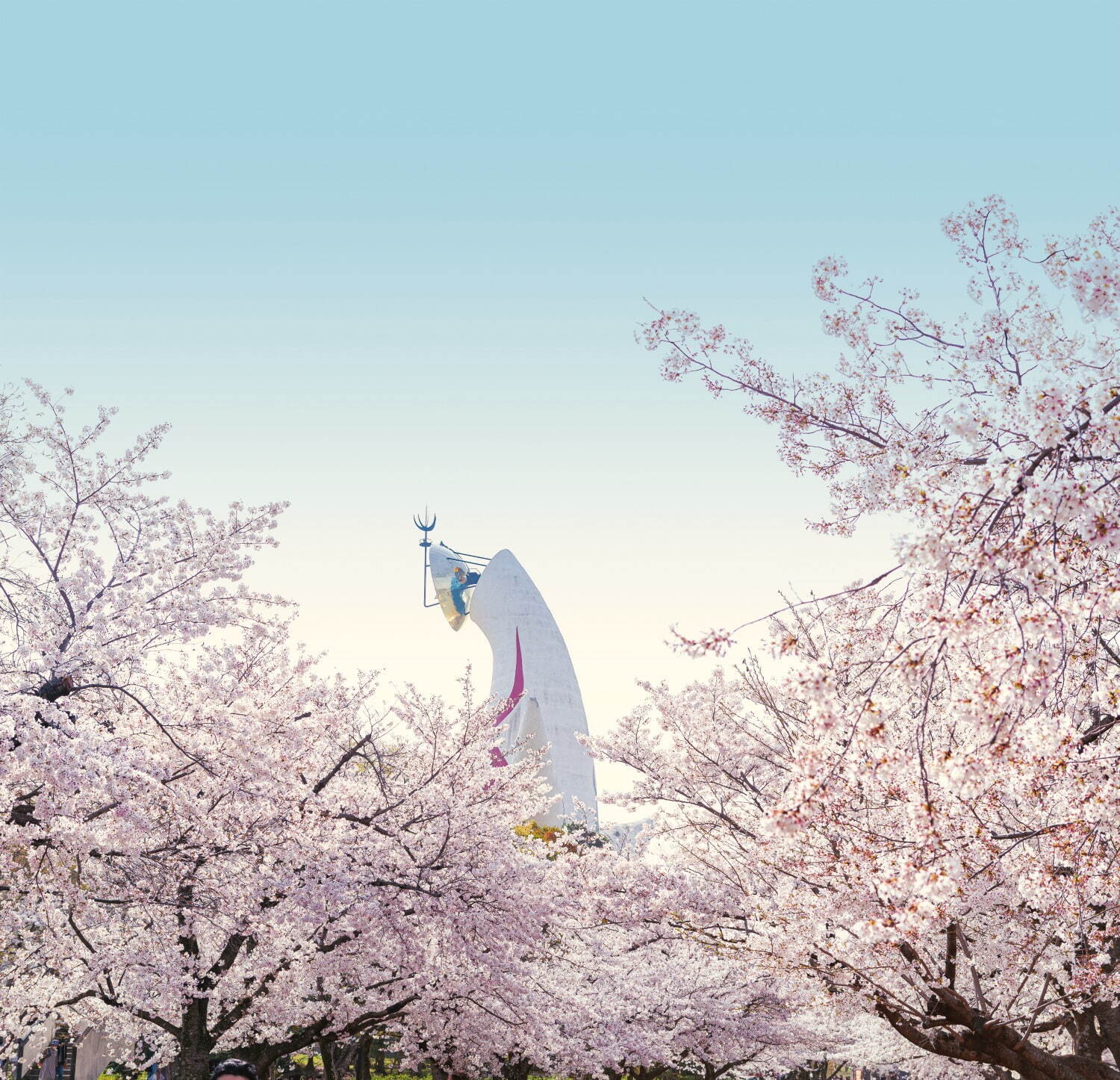 大阪・万博記念公園「サクラ エキスポ」約5,500本の桜が咲く花見スポット、夜桜ライトアップも｜写真1