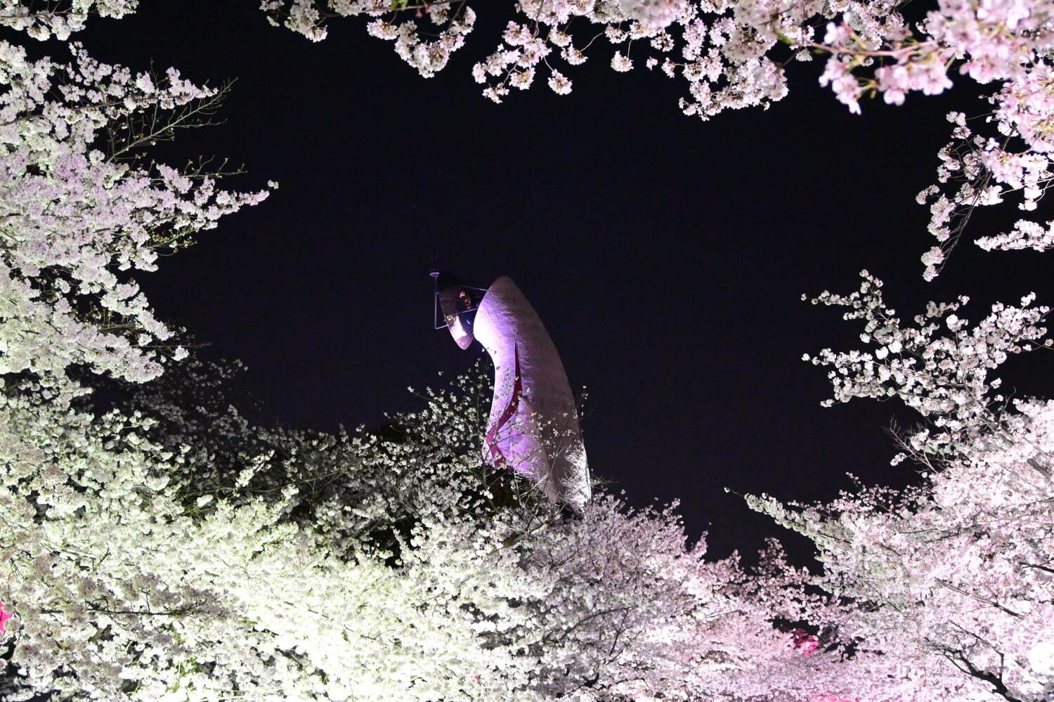 大阪・万博記念公園「サクラ エキスポ」約5,500本の桜が咲く花見スポット、夜桜ライトアップも｜写真6