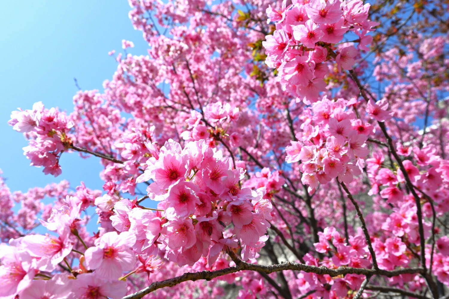 写真提供：万博記念公園マネジメント・パートナーズ