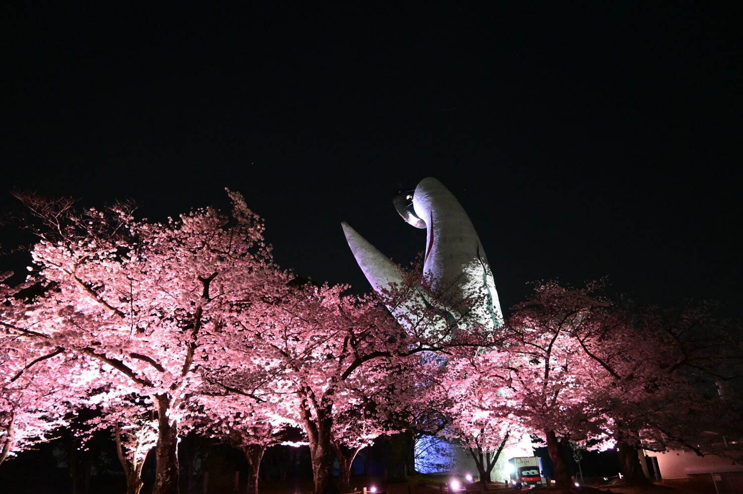 大阪・万博記念公園「サクラ エキスポ」約5,500本の桜が咲く花見スポット、夜桜ライトアップも｜写真7