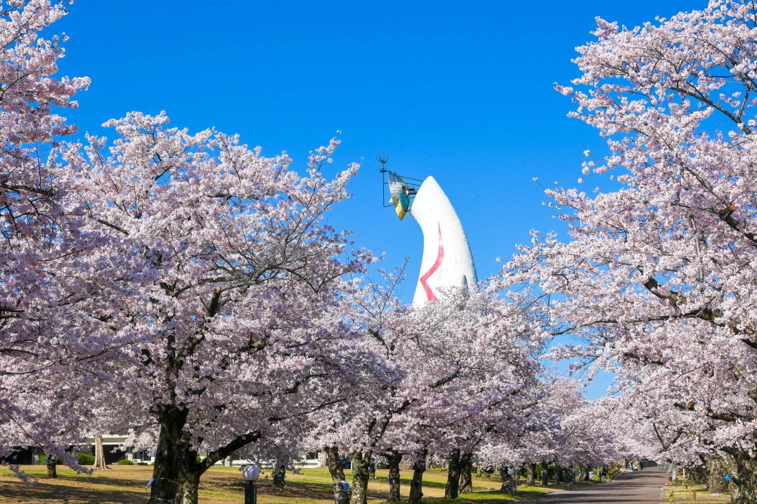 写真提供：万博記念公園マネジメント・パートナーズ
