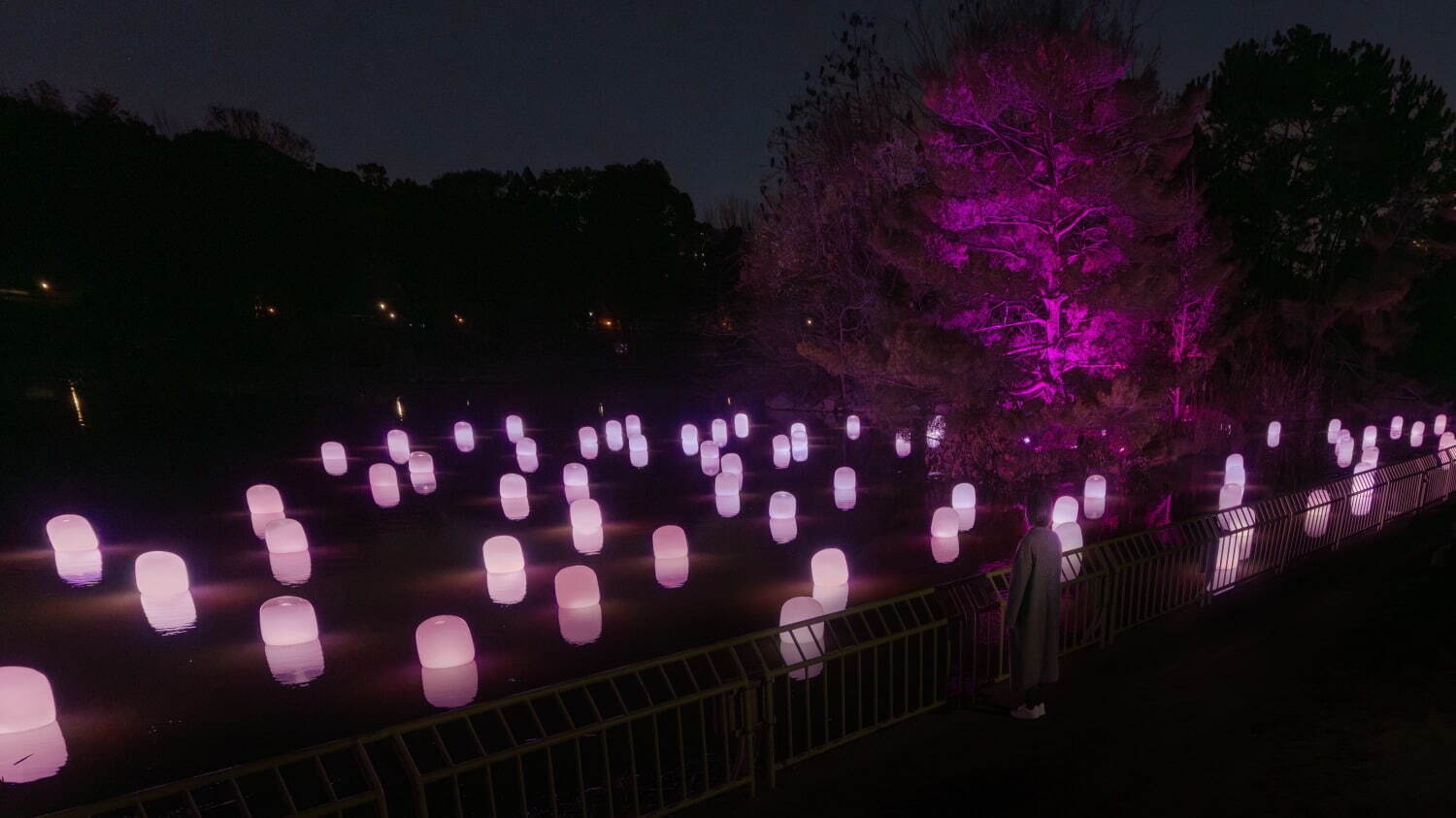 「チームラボ ボタニカルガーデン 大阪」夜の植物園で輝く一面のネモフィラ、広がる青い光＆音色｜写真7