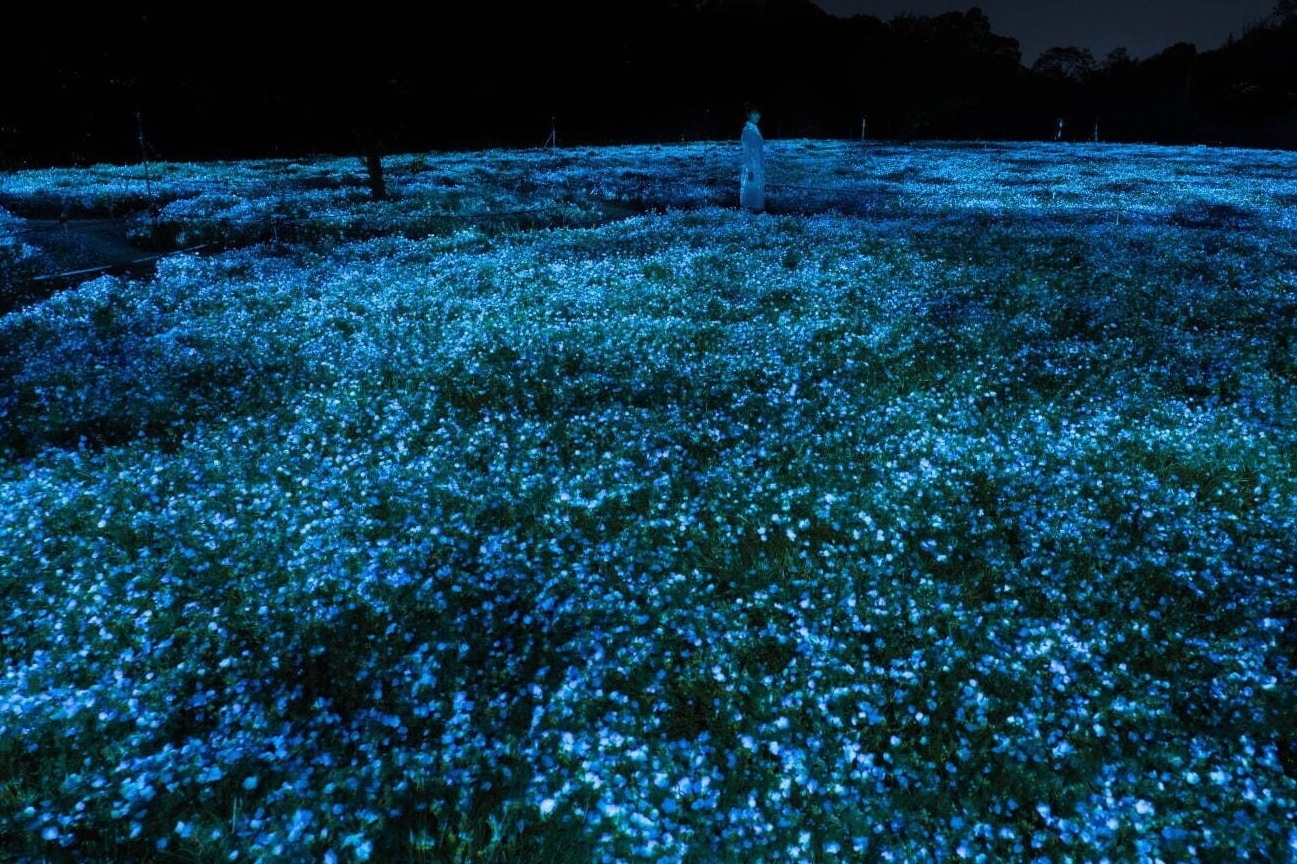 夜景スポット｜「チームラボ ボタニカルガーデン 大阪」夜の植物園で輝く一面のネモフィラ、広がる青い光＆音色