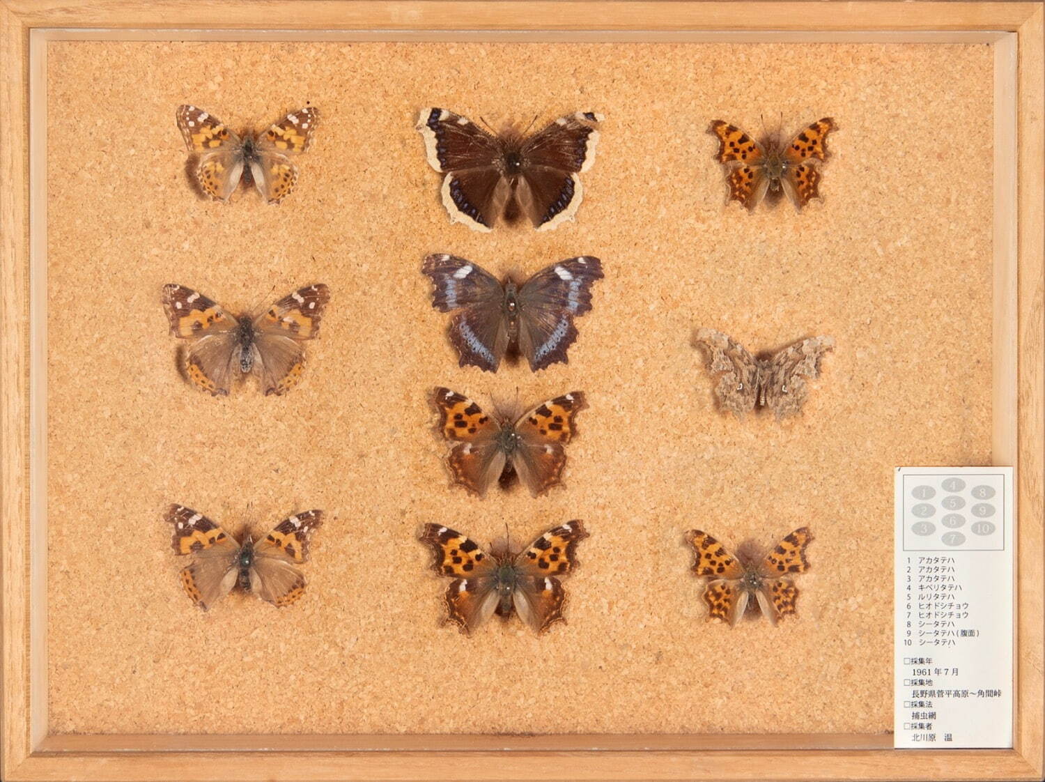 蝶の標本箱 1950年代