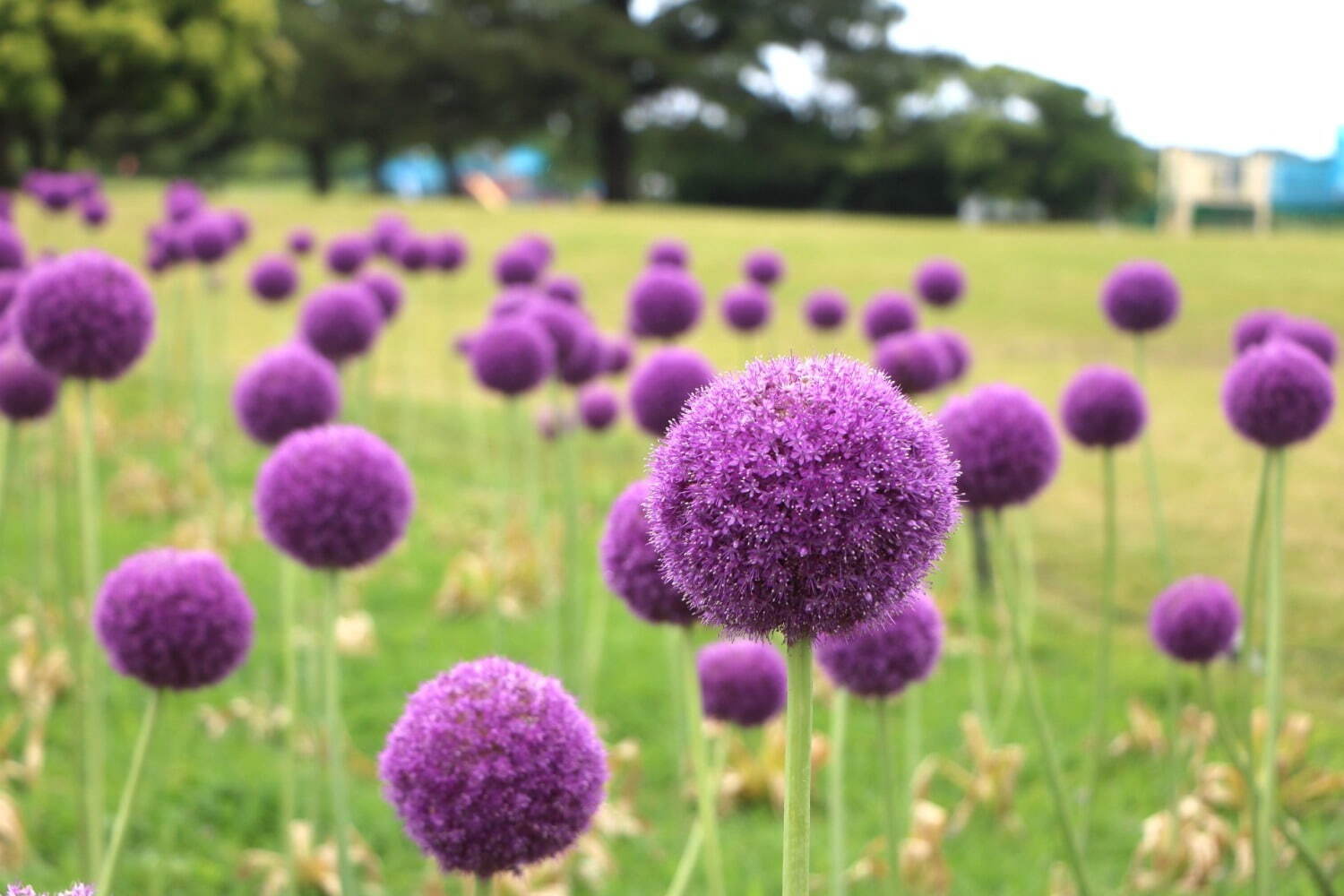 ネモフィラ約100万本が咲く青い花の海、福岡・海の中道海浜公園で“春の花”を楽しむイベント｜写真3