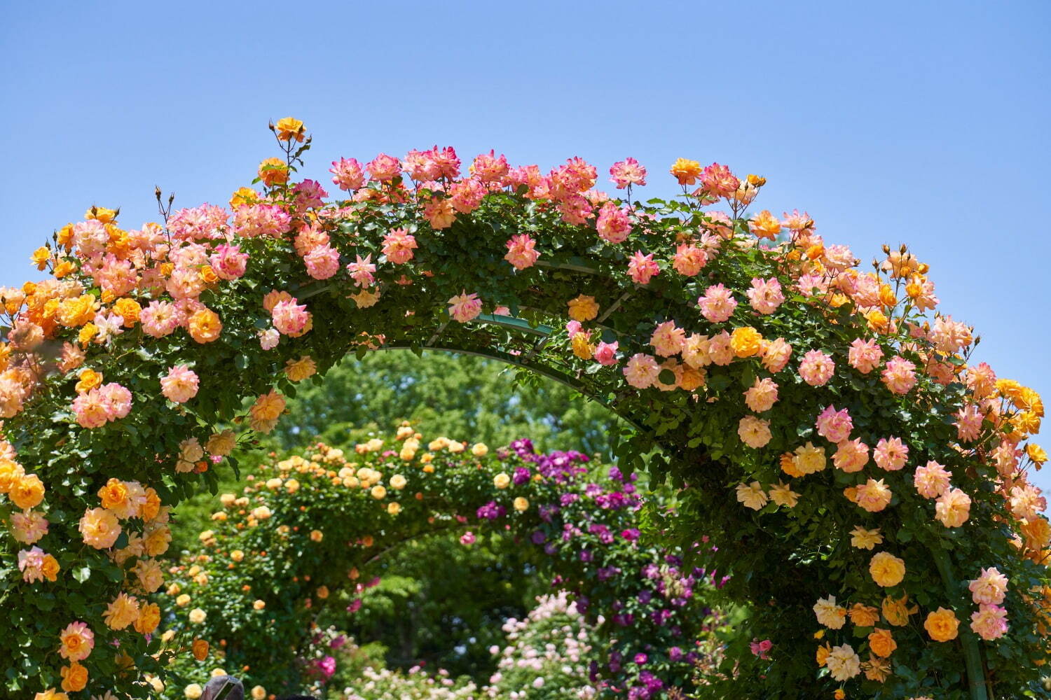 京成バラ園“1万株の薔薇”楽しむ春イベント、スイレンの池を一望する城「ツリーキャッスル」誕生｜写真7
