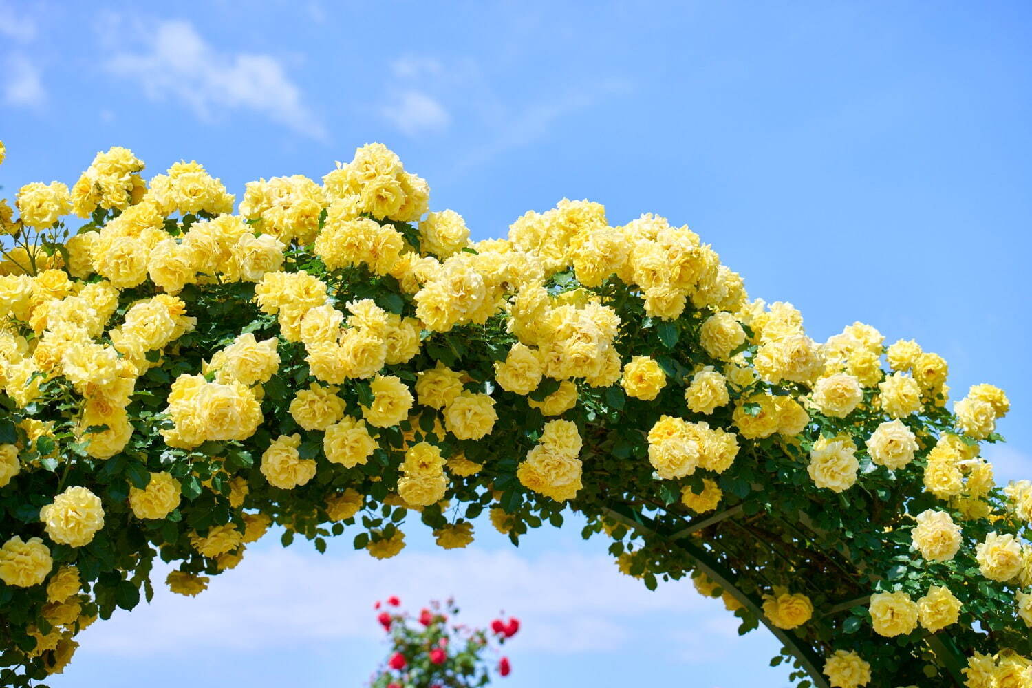 京成バラ園“1万株の薔薇”楽しむ春イベント、スイレンの池を一望する城「ツリーキャッスル」誕生｜写真9