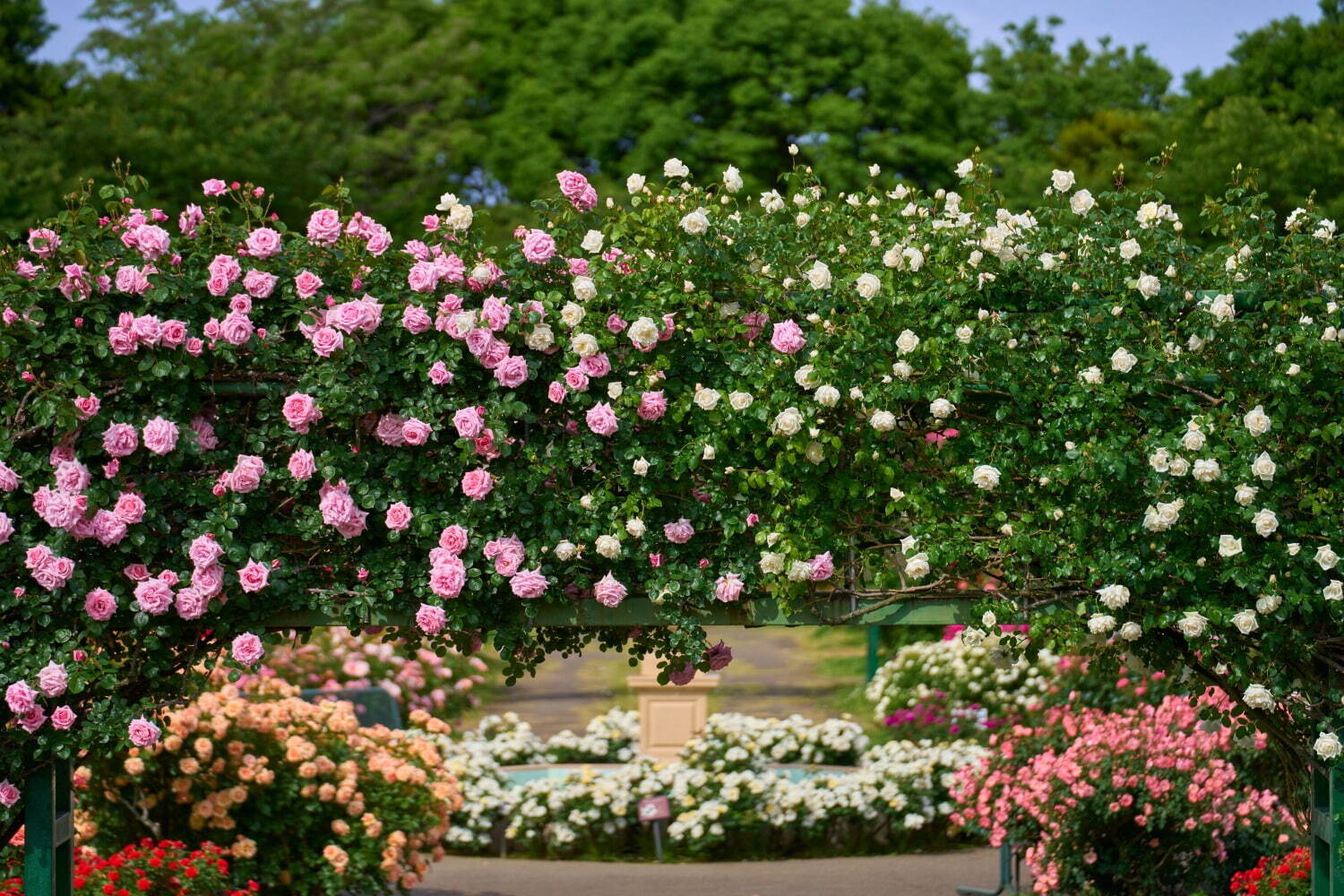 京成バラ園“1万株の薔薇”楽しむ春イベント、スイレンの池を一望する城「ツリーキャッスル」誕生｜写真10