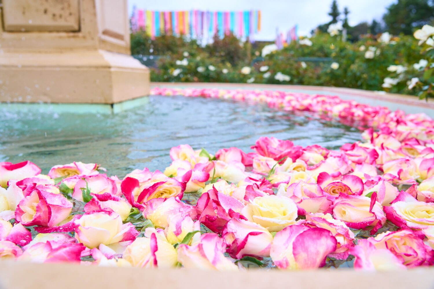 京成バラ園“1万株の薔薇”楽しむ春イベント、スイレンの池を一望する城「ツリーキャッスル」誕生｜写真12