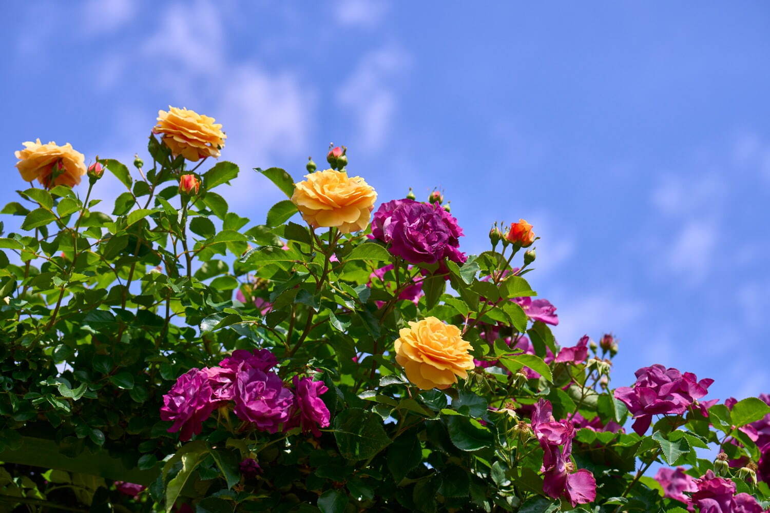京成バラ園“1万株の薔薇”楽しむ春イベント、スイレンの池を一望する城「ツリーキャッスル」誕生｜写真8