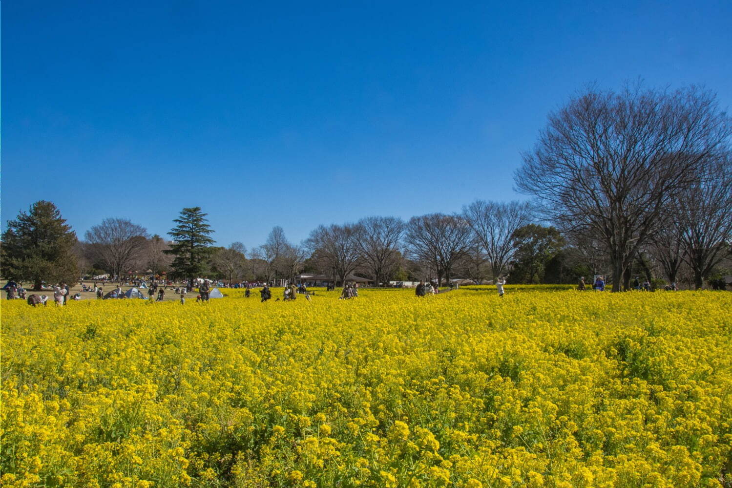 東京・国営昭和記念公園で桜の絶景やカラフルチューリップ、春の花々を楽しむイベント｜写真2