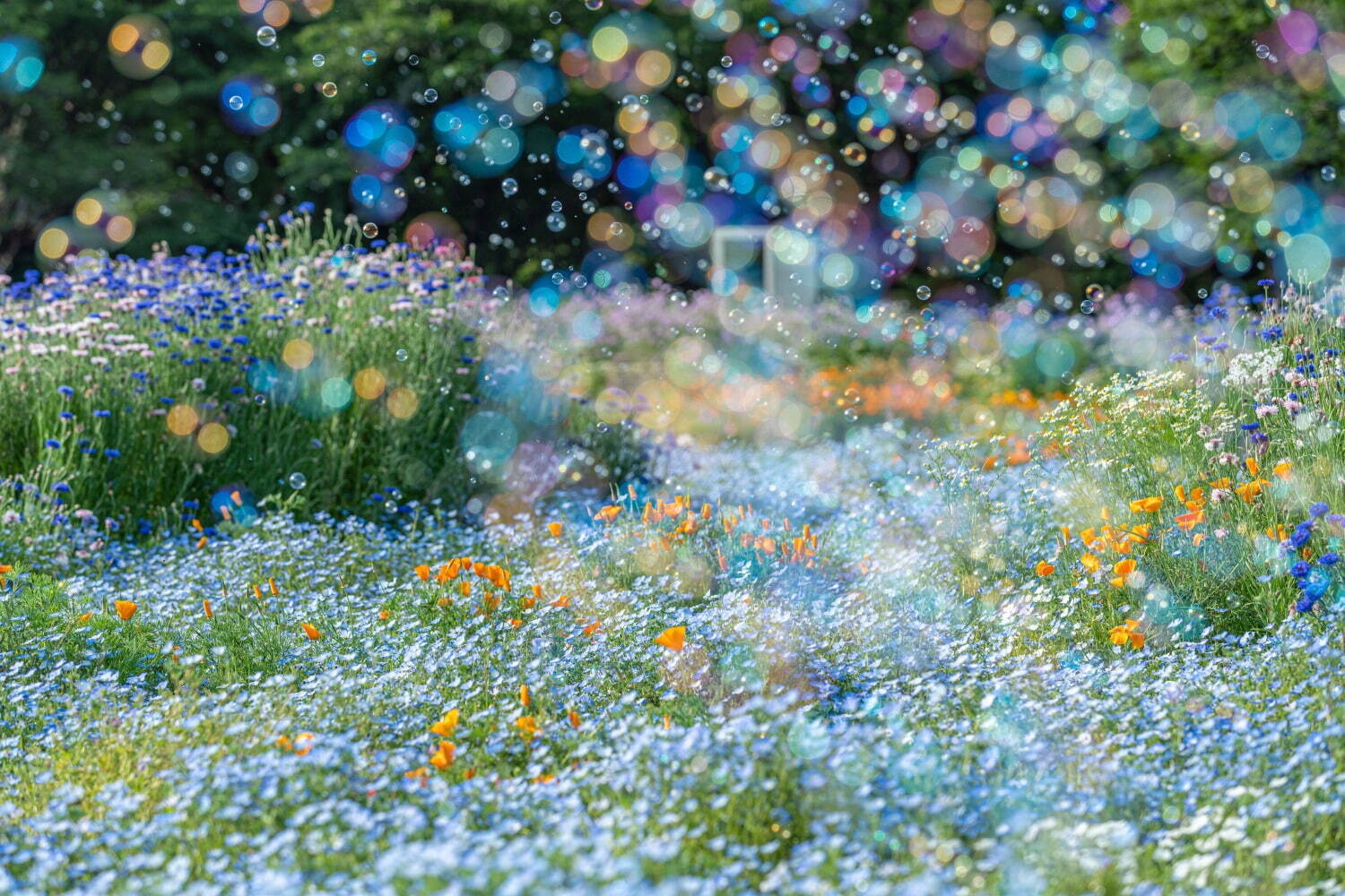 【東京都・国営昭和記念公園】桜やチューリップなど春の花々を楽しむイベント