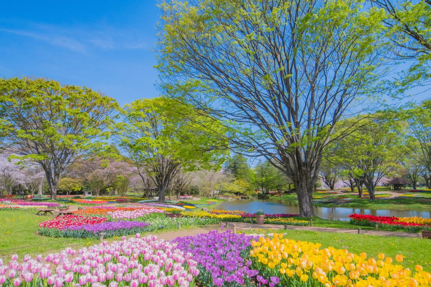 東京・国営昭和記念公園で桜の絶景やカラフルチューリップ、春の花々を楽しむイベント｜写真7