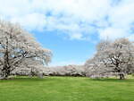 東京・国営昭和記念公園で桜の絶景やカラフルチューリップ、春の花々を楽しむイベント｜写真3