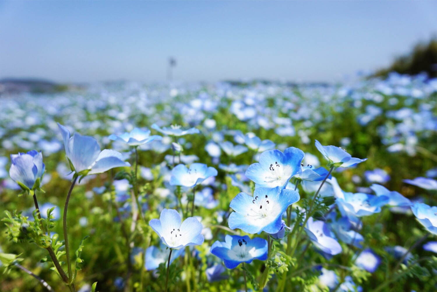 横須賀市くりはま花の国「ポピー・ネモフィラまつり」ブルーのネモフィラ＆約100万本のポピーが開花｜写真2