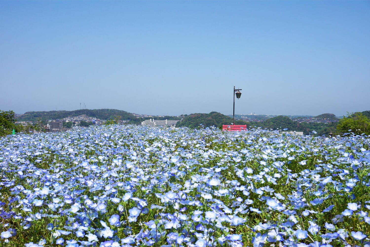 横須賀市くりはま花の国「ポピー・ネモフィラまつり」ブルーのネモフィラ＆約100万本のポピーが開花｜写真1