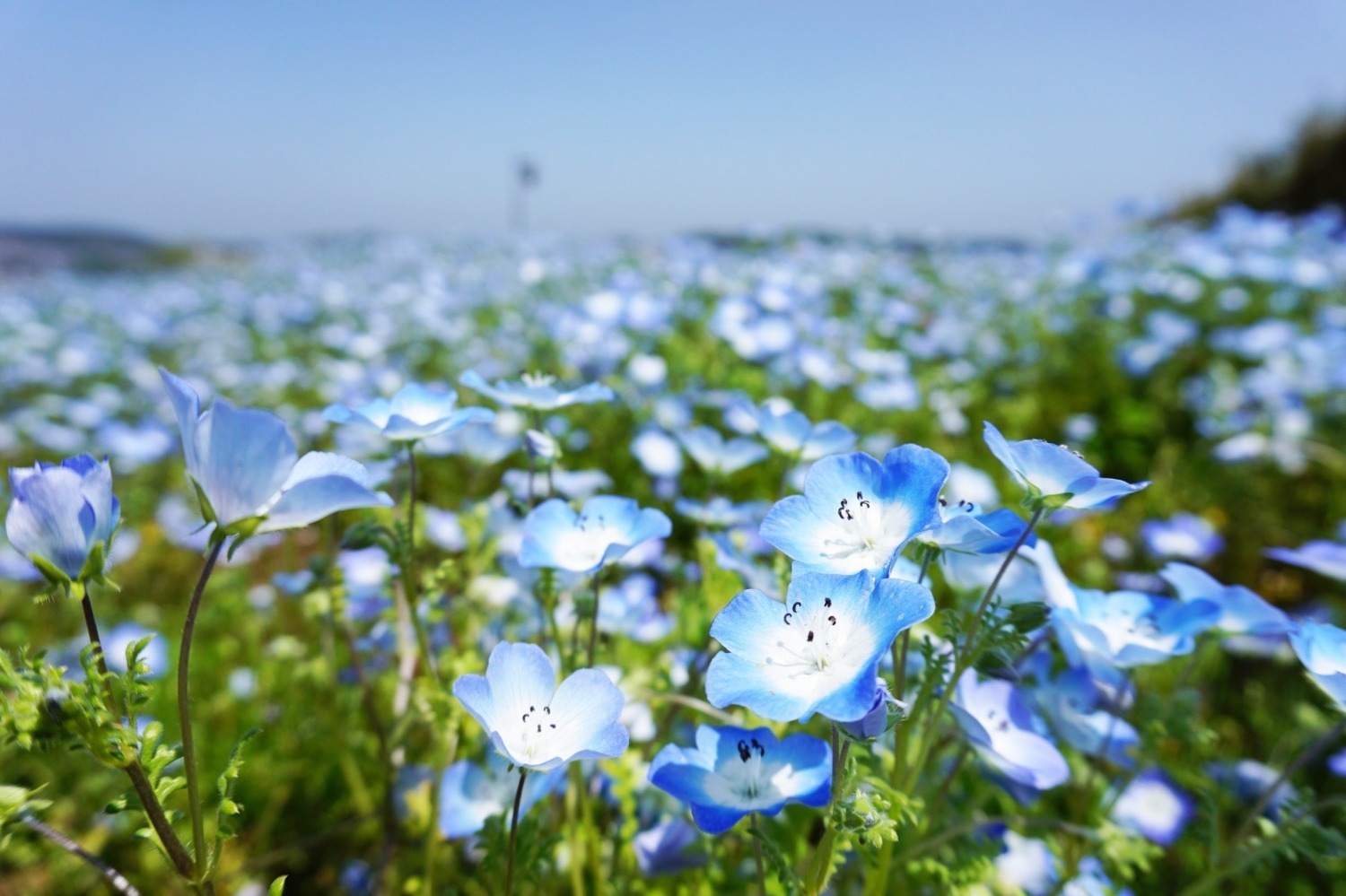 お祭り｜横須賀市くりはま花の国「ポピー・ネモフィラまつり」ブルーのネモフィラ＆約100万本のポピーが開花