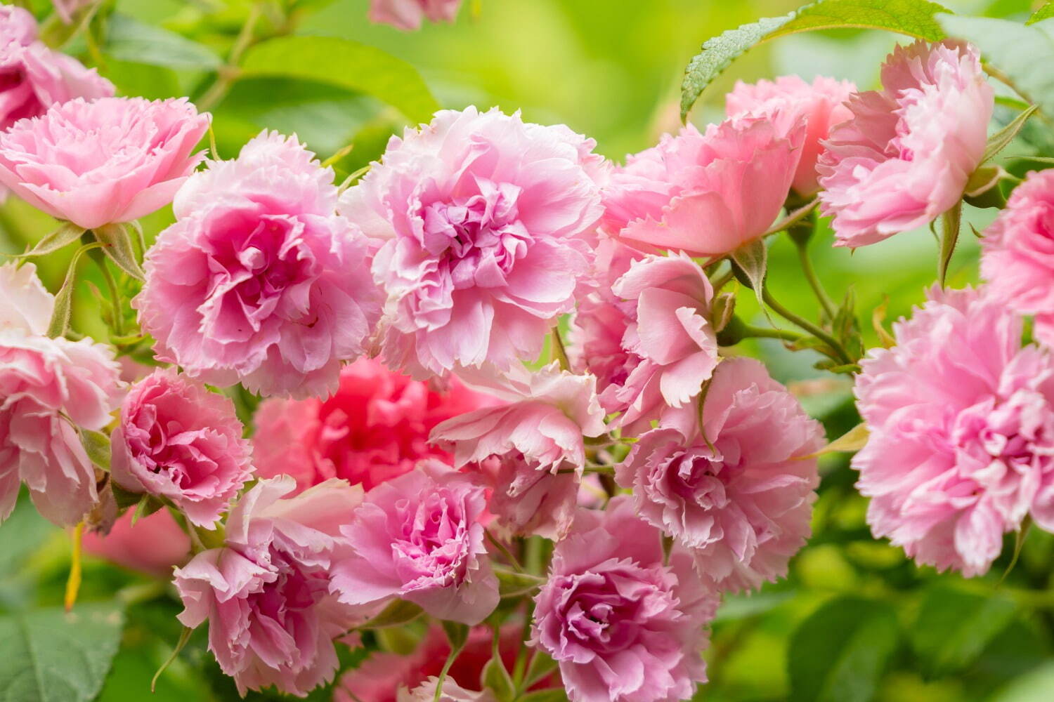 4,000株が咲く“バラの祭典”熱海のフラワーガーデン「アカオ フォレスト」で、薔薇×苺スイーツも｜写真9