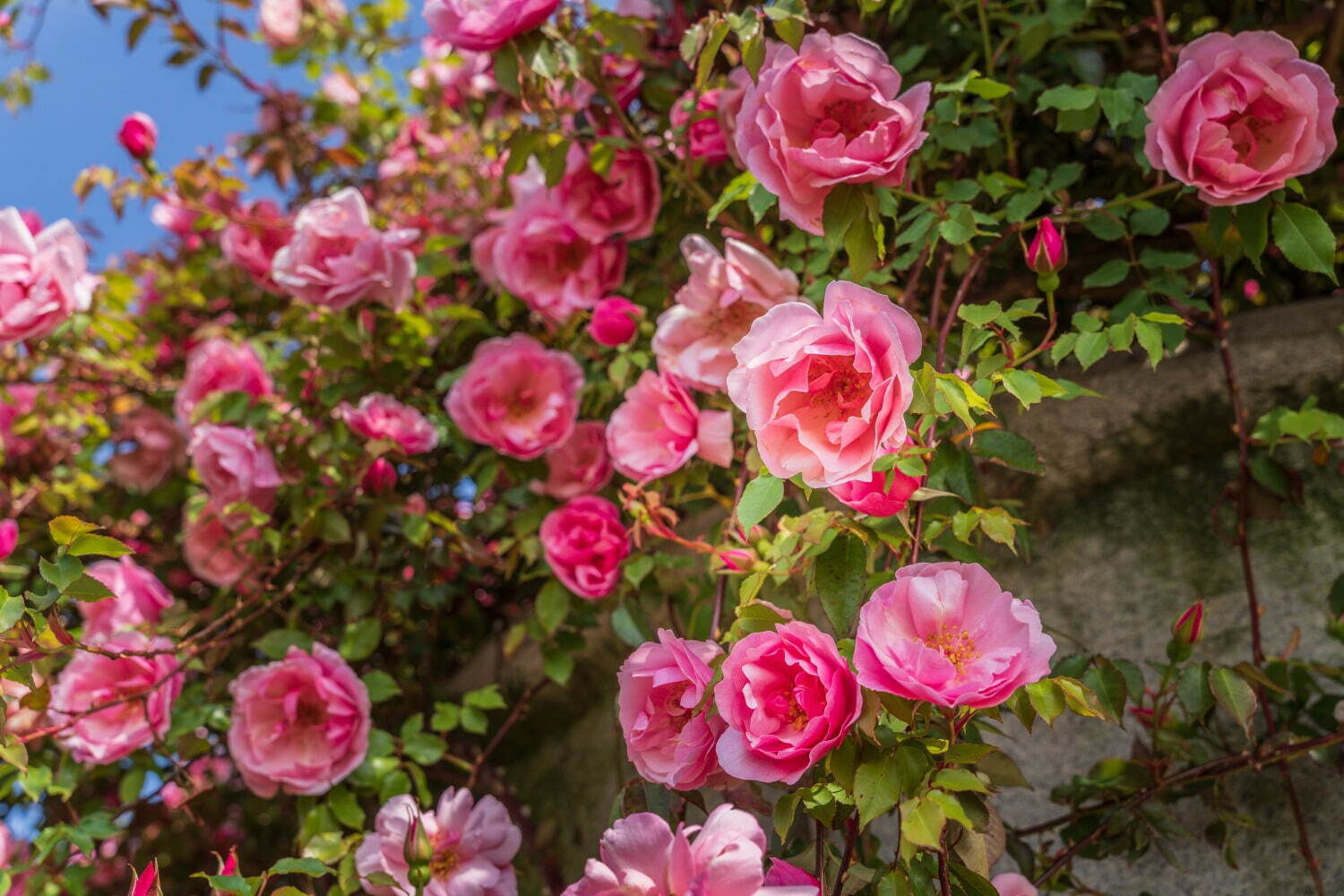 4,000株が咲く“バラの祭典”熱海のフラワーガーデン「アカオ フォレスト」で、薔薇×苺スイーツも｜写真12