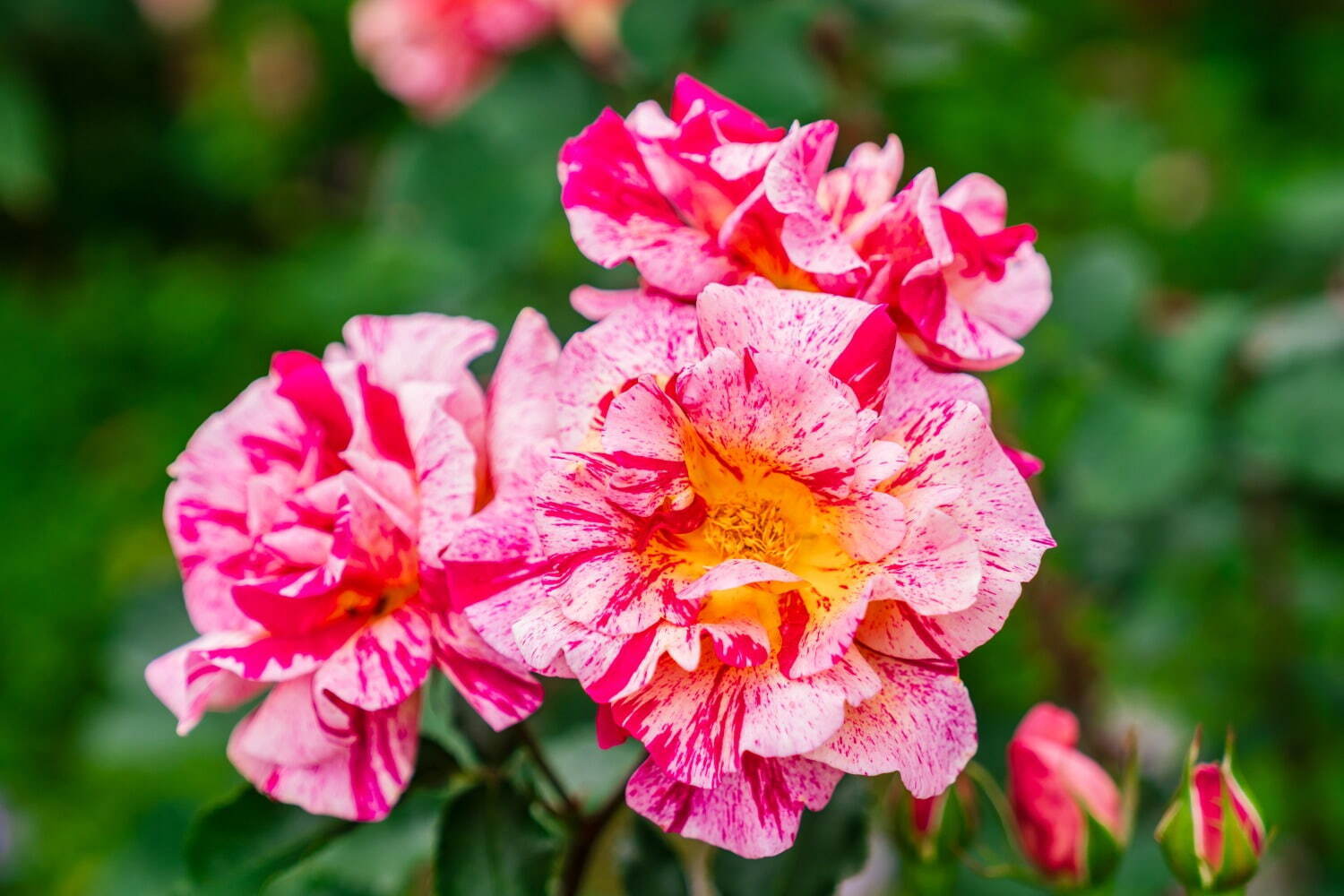 4,000株が咲く“バラの祭典”熱海のフラワーガーデン「アカオ フォレスト」で、薔薇×苺スイーツも｜写真8