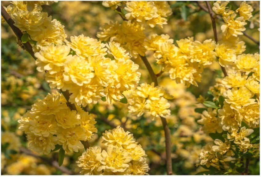 4,000株が咲く“バラの祭典”熱海のフラワーガーデン「アカオ フォレスト」で、薔薇×苺スイーツも｜写真4