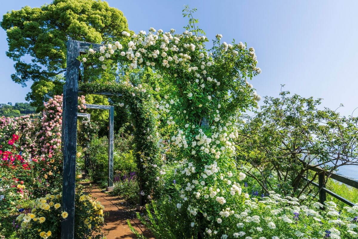 4,000株が咲く“バラの祭典”熱海のフラワーガーデン「アカオ フォレスト」で、薔薇×苺スイーツも｜写真3