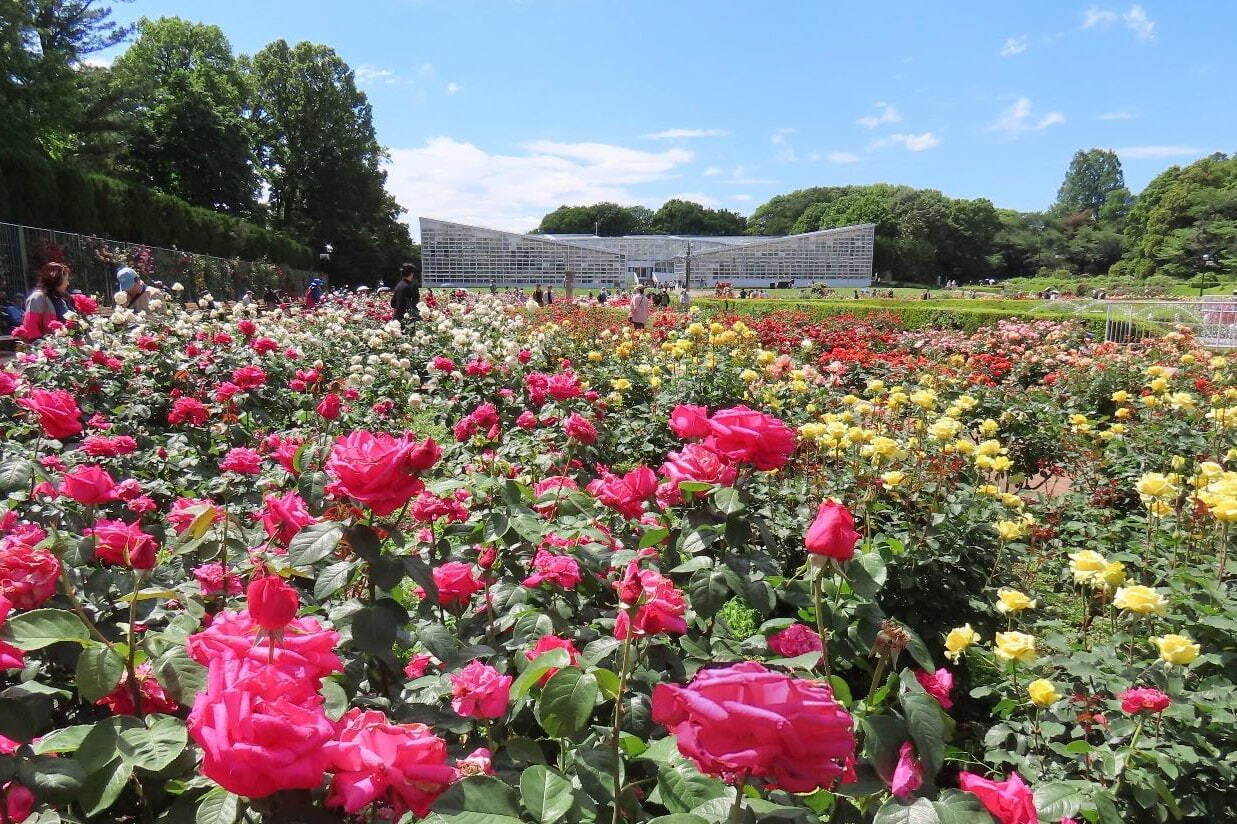 名所(庭園・寺社・紅葉)｜調布・神代植物公園ばら園で「春のバラフェスタ 2025」約400種類・5,200株の春バラが開花