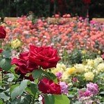 調布・神代植物公園ばら園で「春のバラフェスタ 2025」約400種類・5,200株の春バラが開花｜写真2