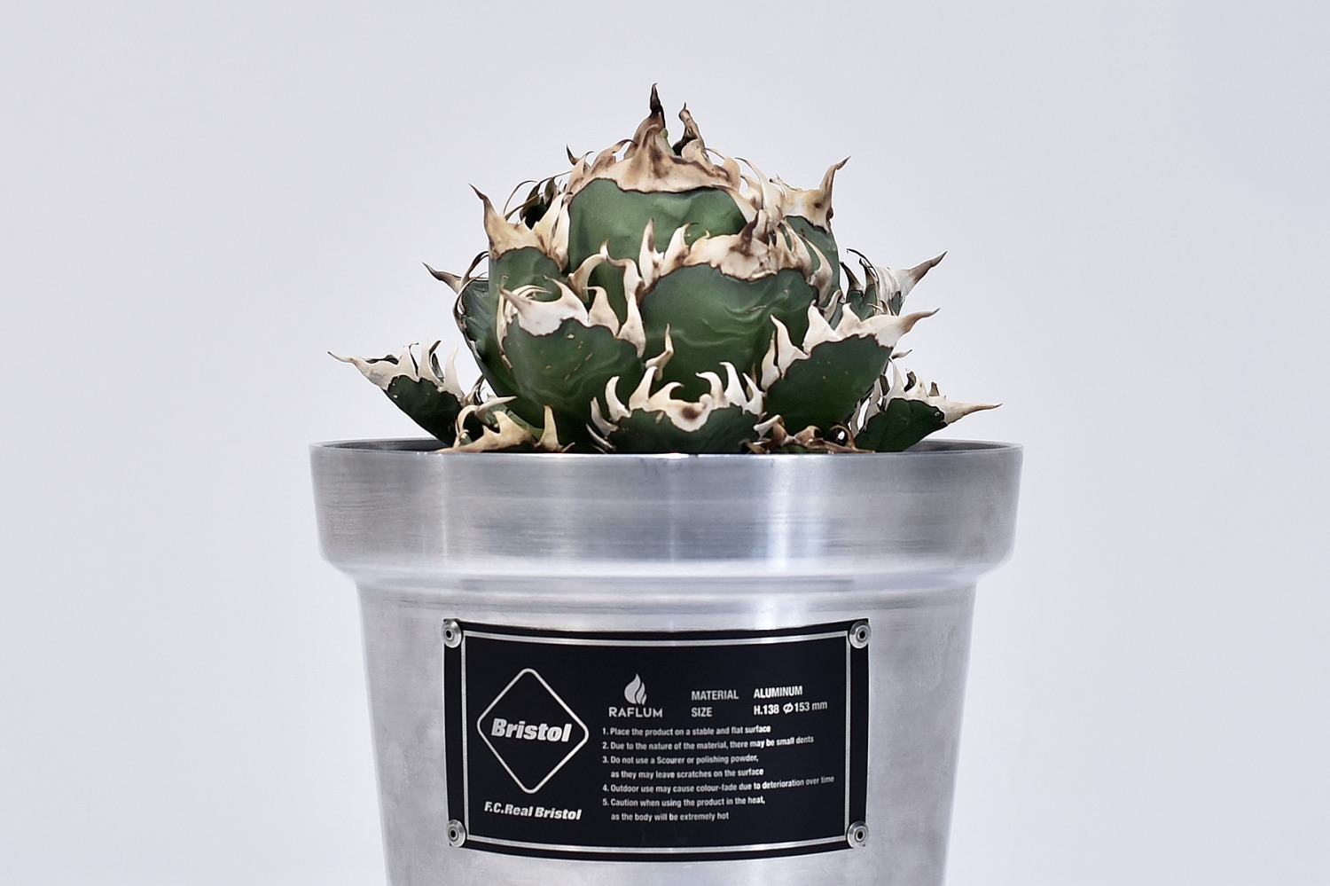 植物ショップ「ラフラム」希少な“ぽってり”塊根植物＆植木鉢、ジェイアール名古屋タカシマヤに集結