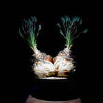 エフシーレアルブリストル(F.C.Real Bristol), ラミダス(RAMIDUS) ラフラム｜写真9