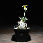 エフシーレアルブリストル(F.C.Real Bristol), ラミダス(RAMIDUS) ラフラム｜写真8