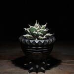 エフシーレアルブリストル(F.C.Real Bristol), ラミダス(RAMIDUS) ラフラム｜写真3