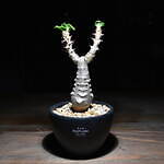 エフシーレアルブリストル(F.C.Real Bristol), ラミダス(RAMIDUS) ラフラム｜写真7