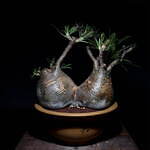 エフシーレアルブリストル(F.C.Real Bristol), ラミダス(RAMIDUS) ラフラム｜写真6