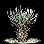 エフシーレアルブリストル(F.C.Real Bristol), ラミダス(RAMIDUS) ラフラム｜写真10