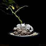 エフシーレアルブリストル(F.C.Real Bristol), ラミダス(RAMIDUS) ラフラム｜写真5