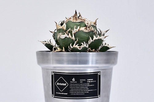 植物ショップ「ラフラム」希少な“ぽってり”塊根植物＆植木鉢、ジェイアール名古屋タカシマヤに集結