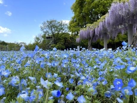 大阪・長居植物園「ネモフィラフェア」約20,000株のネモフィラが一面を青に染める春イベント｜写真4