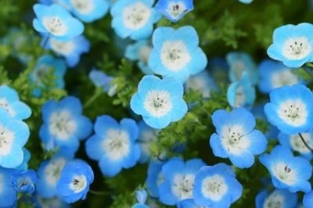 大阪・長居植物園「ネモフィラフェア」約20,000株のネモフィラが一面を青に染める春イベント｜写真3