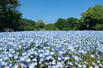 大阪・長居植物園「ネモフィラフェア」約20,000株のネモフィラが一面を青に染める春イベント｜写真1