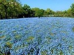 大阪・長居植物園「ネモフィラフェア」約20,000株のネモフィラが一面を青に染める春イベント｜写真2