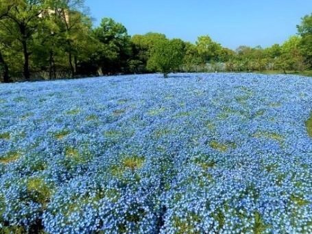 大阪・長居植物園「ネモフィラフェア」約20,000株のネモフィラが一面を青に染める春イベント｜写真2