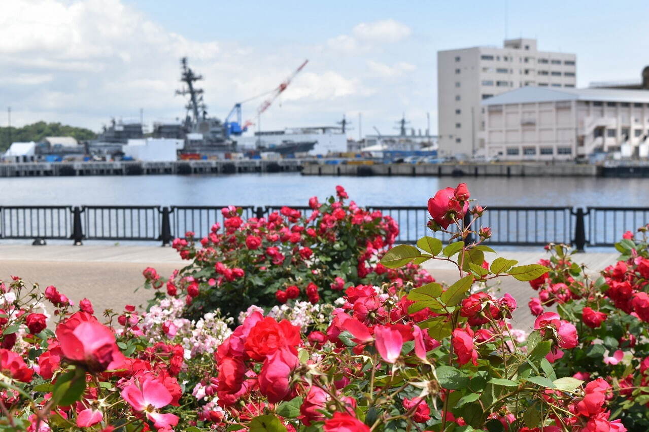 神奈川・横須賀市ヴェルニー公園「春のローズフェスタ」約130種1,300株の春バラが見頃に｜写真2