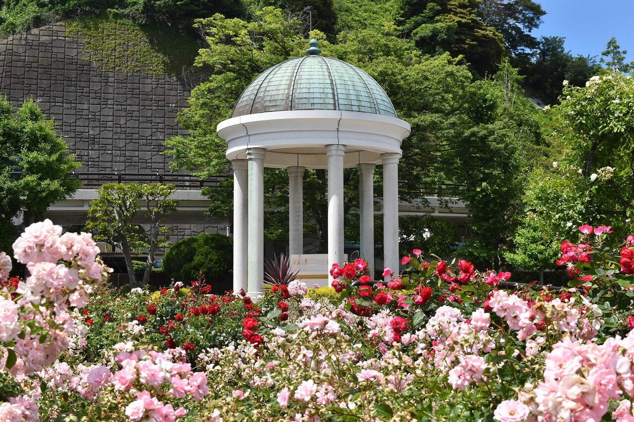 神奈川・横須賀市ヴェルニー公園「春のローズフェスタ」約130種1,300株の春バラが見頃に｜写真3