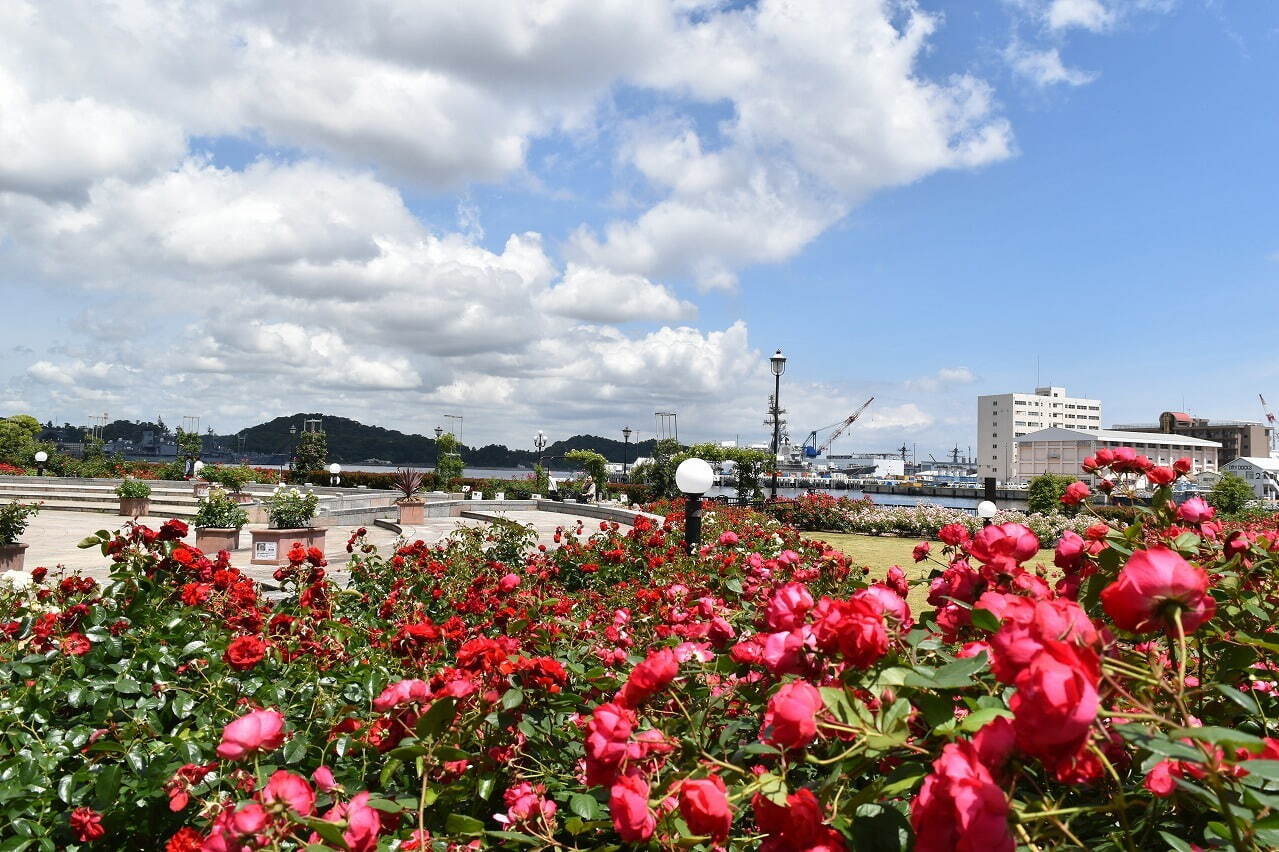 神奈川・横須賀市ヴェルニー公園「春のローズフェスタ」約130種1,300株の春バラが見頃に｜写真18